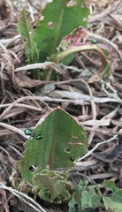 Gastrophysa cyanea