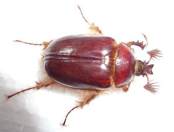 Pleocoma linsleyi