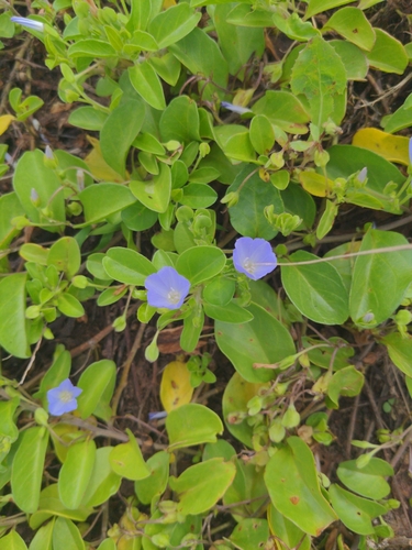 Jacquemontia sandwicensis, photograph 5