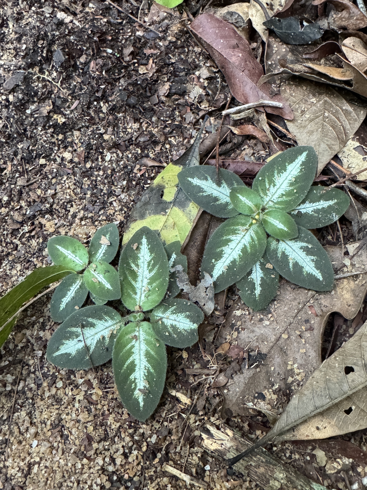 Aphelandra espirito-santensis Profice & Wassh. 2
