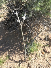 Androstephium breviflorum