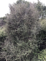 Olearia polita
