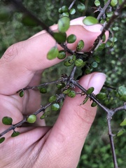 Olearia polita