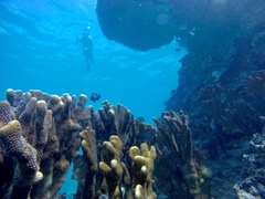 Pocillopora grandis
