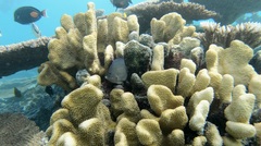 Pocillopora grandis