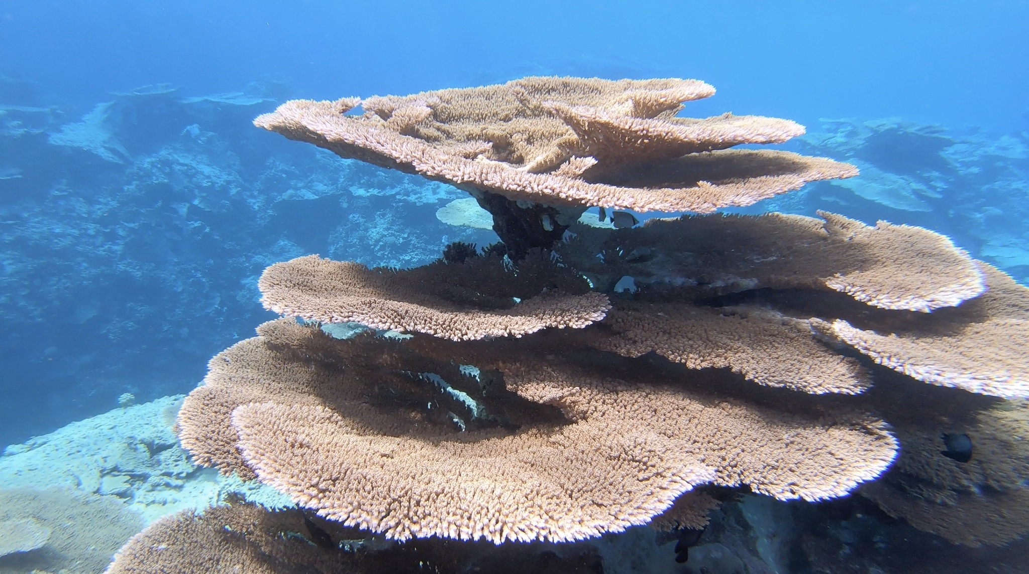 Acropora hyacinthus and A. cytherea: Two Similar Tabling Species