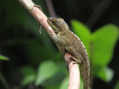Anolis mariarum