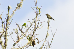 Nectarinia purpureiventris