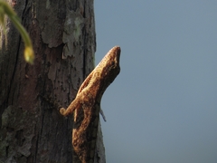 Anolis mariarum