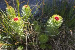 Rhodiola