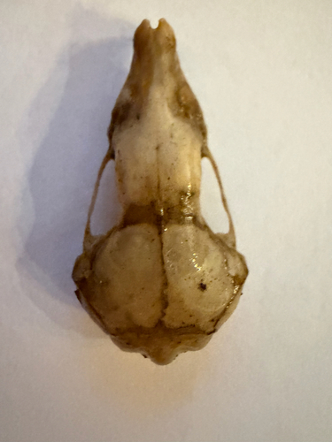 Eastern Mole observed by annemacro