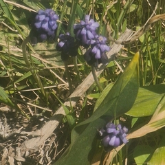 Muscari atlanticum