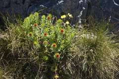 Rhodiola