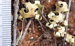 Xanthoparmelia semiviridis