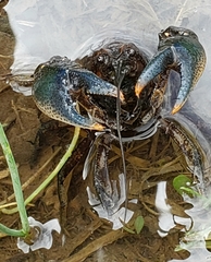 Procambarus liberorum