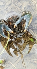 Procambarus liberorum