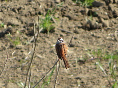 Emberiza cioides