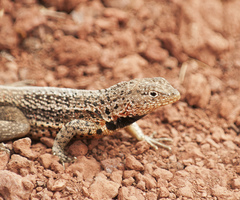 Microlophus jacobii