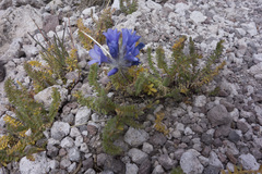 Polemonium viscosum