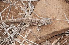 Microlophus barringtonensis