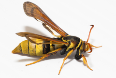 Paranthrene robiniae