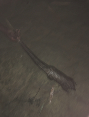 Phataginus tricuspis