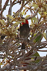 Myzomela erythrocephala