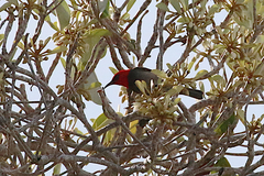 Myzomela erythrocephala