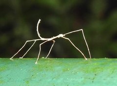 Clitumninae