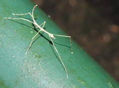 Clitumninae