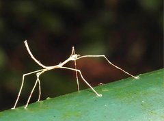 Clitumninae