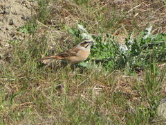 Emberiza cioides
