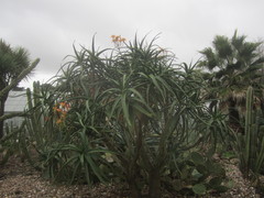 Aloidendron barberae