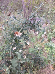 Tournefortia hartwegiana