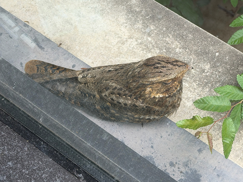 Chuck-will's-widow observed by jraze7