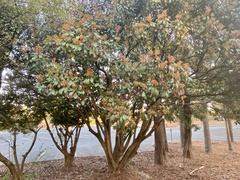 Photinia × fraseri