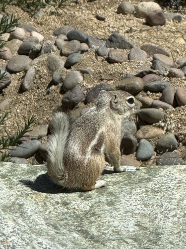 White-tailed Antelope Squirrel observed by dalemeister