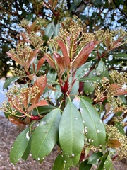 Photinia × fraseri