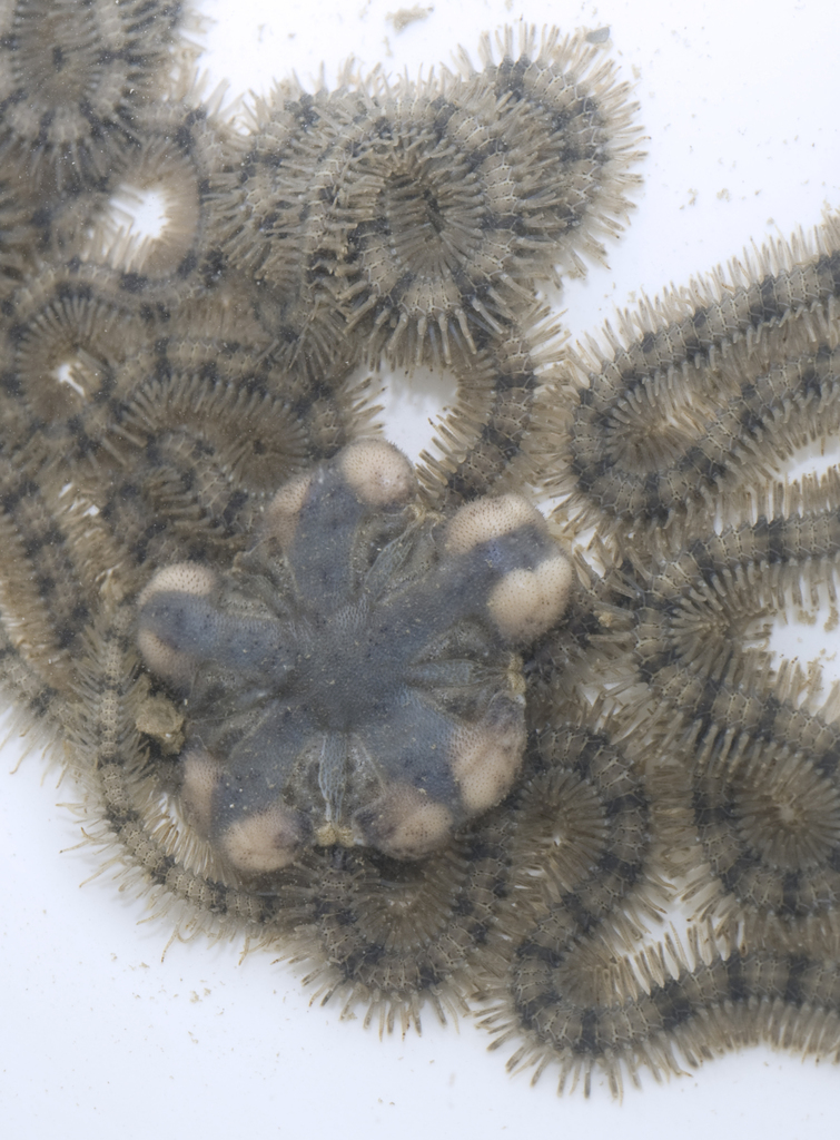Macrophiothrix longipeda