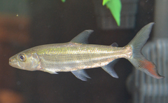 Giant Tigerfish photo 3