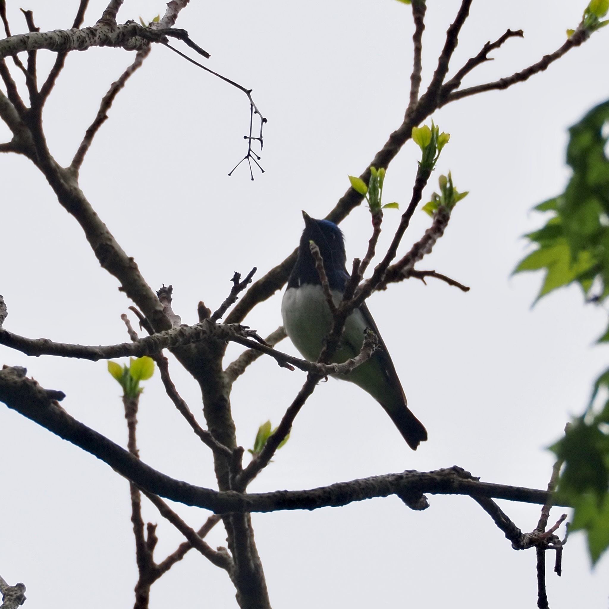 Blue-and-white Flycatcher (Cyanoptila cyanomelana), photo 7