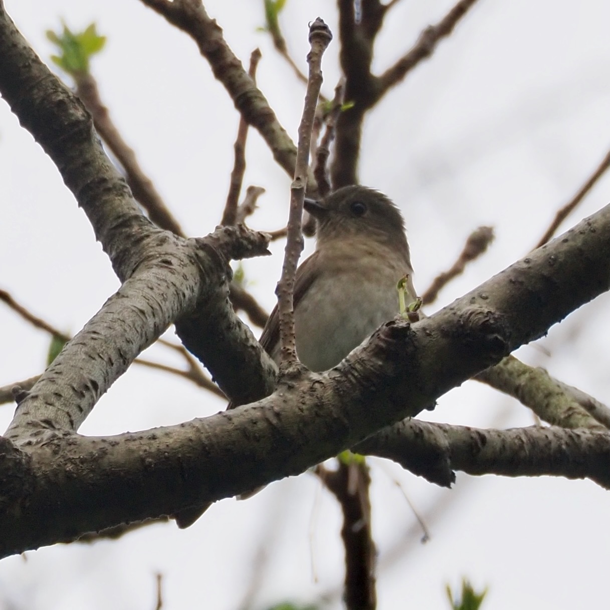 Blue-and-white Flycatcher (Cyanoptila cyanomelana), photo 5