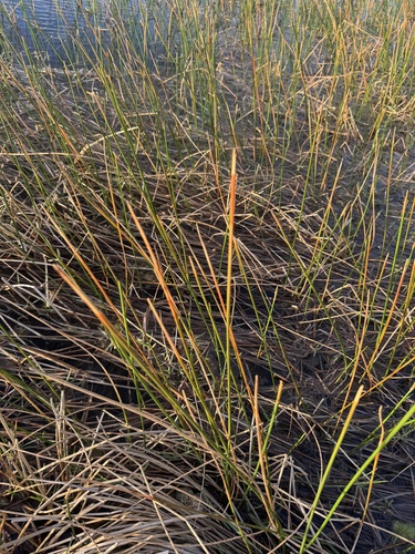 Eleocharis cellulosa, photograph 4