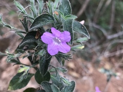 Ruellia paniculata