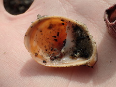 Crepidula onyx