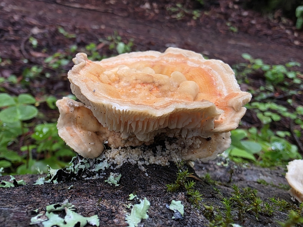 Trametes betulina · April 2026 · photo: © sqshemet (iNaturalist, cc-by)