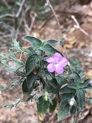 Ruellia paniculata