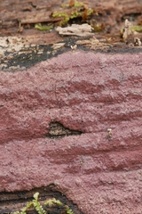 Hypoxylon fuscopurpureum