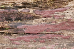 Hypoxylon fuscopurpureum