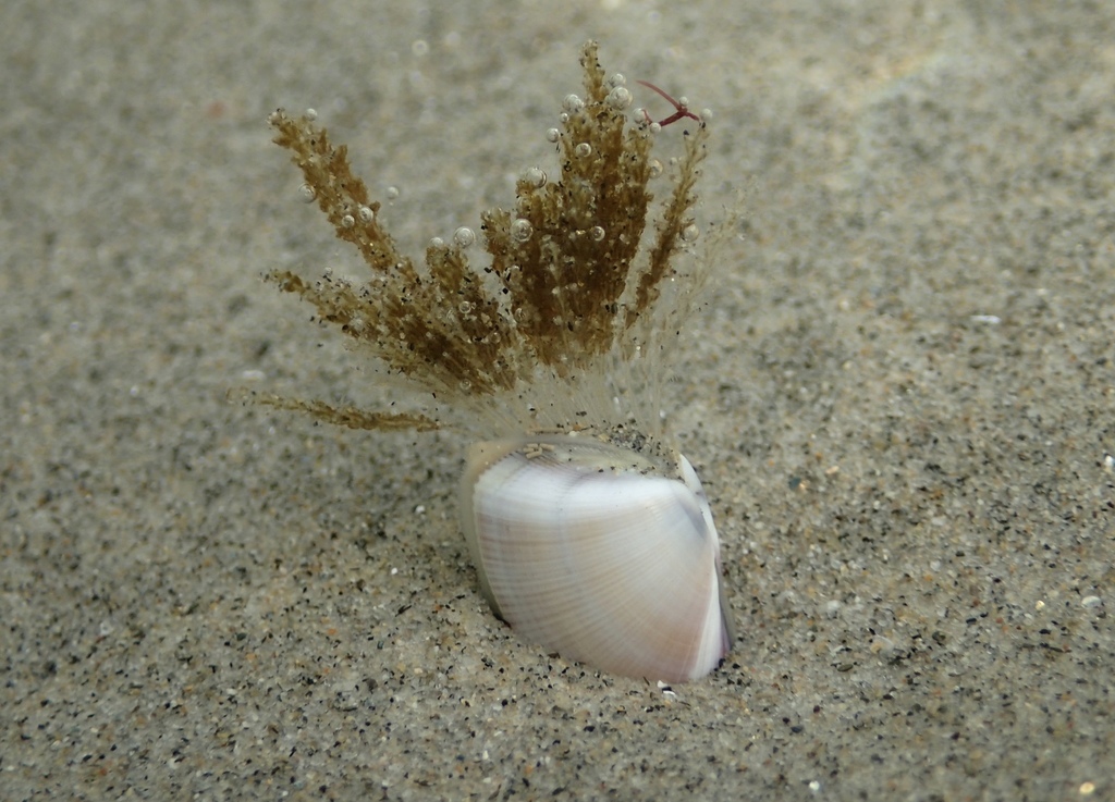 Bean Clam Hydroid